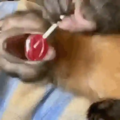Macaquinho 1 12