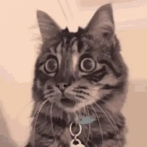 Animal Reactions 7