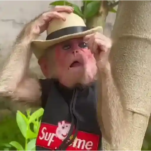 🐒🌴Monkey Crazys🌴🐒●Fabisita 🌷🍌 11