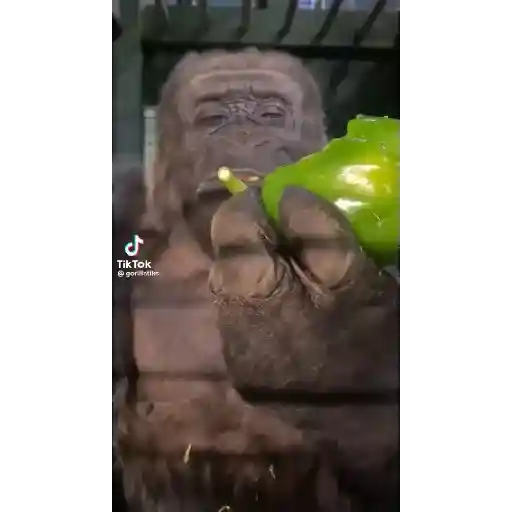 Rodolfoaventuras 16