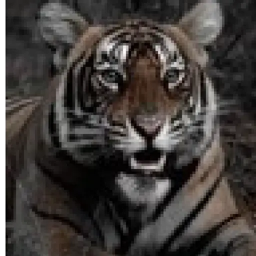 Tigre 7
