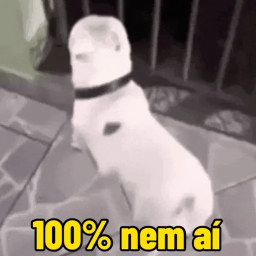 Cachorro responde 6