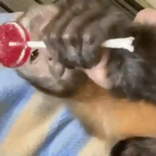 Macaquinho 1 13