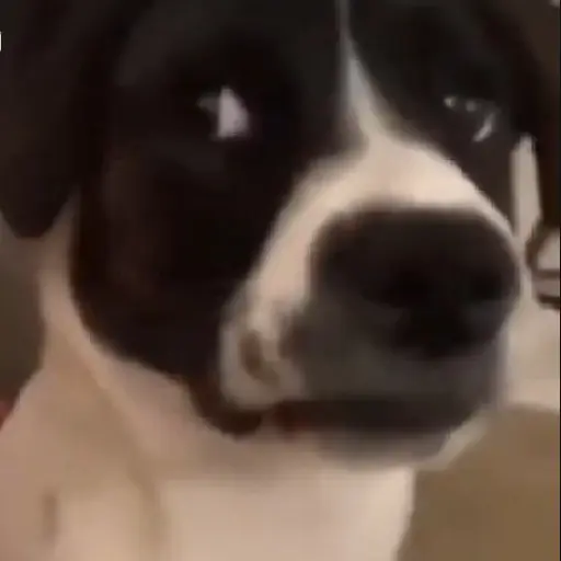 Reacción gifs mascotas 1.2 9