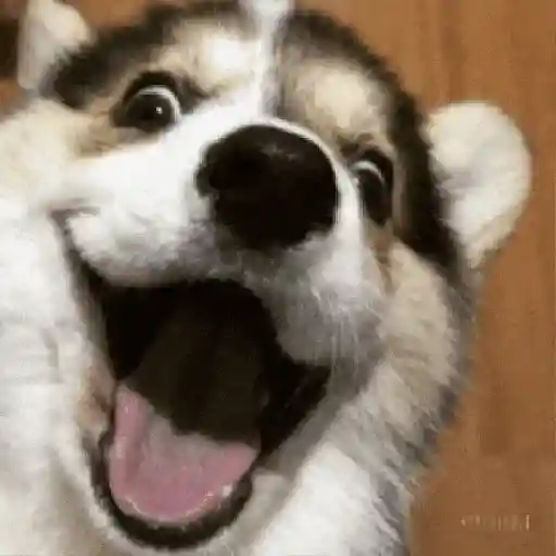 Felicidade 6