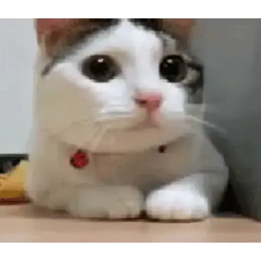 Tiernos 21