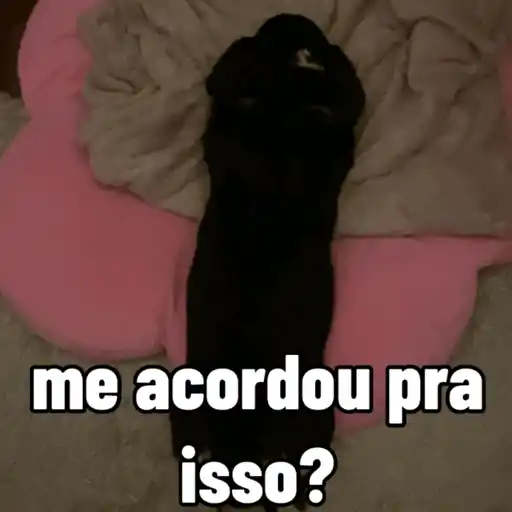 Cachorro responde 10