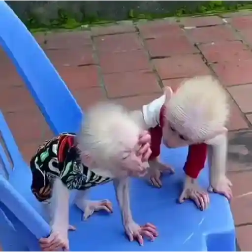 🐒🌴Monkey Crazys🌴🐒●Fabisita 🌷🍌 9