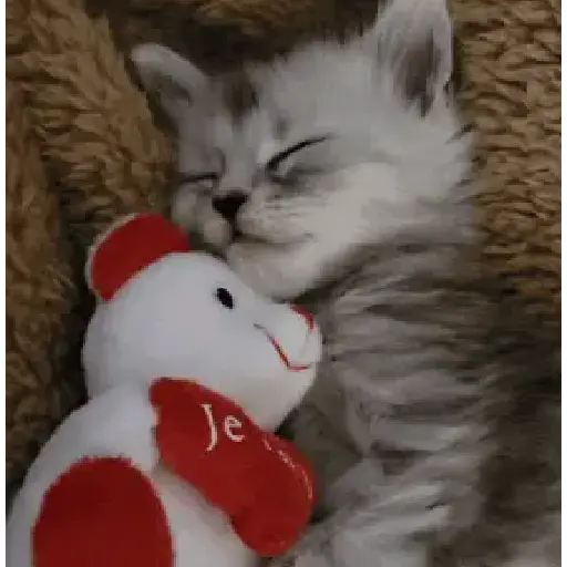 Memes de gatos🐾✨ 14