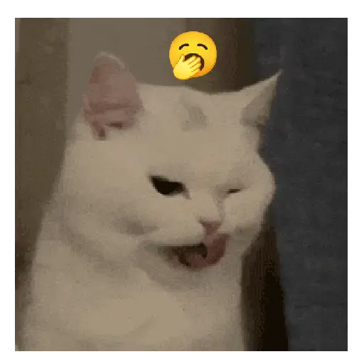 Gato expresión 👀👅😼 12