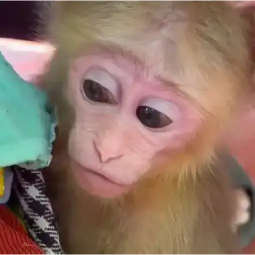 🐒🌴Monkey Crazys🌴🐒●Fabisita 🌷🍌 27