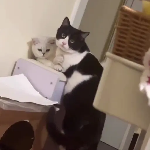 Pets Random 11