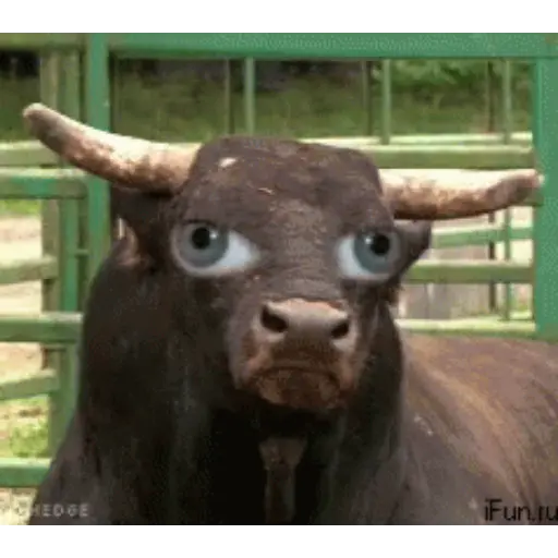 Animal Reactions 2