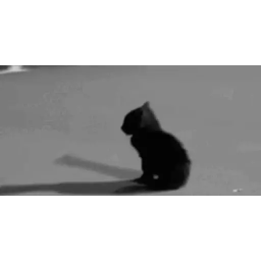 Chat-animadas 3 25
