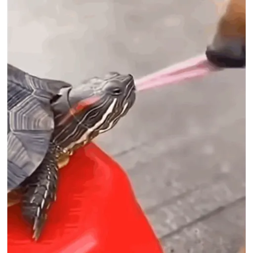 Aaaaaaaaaaaok 9