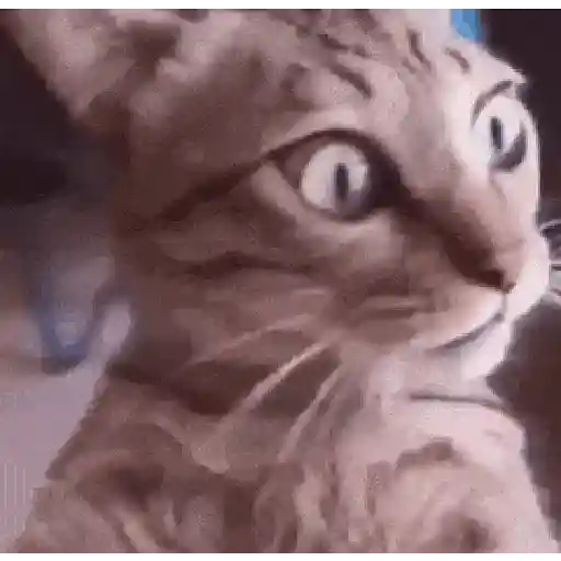 Memes 5