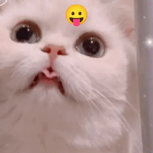 Gato expresión 👀👅😼 11