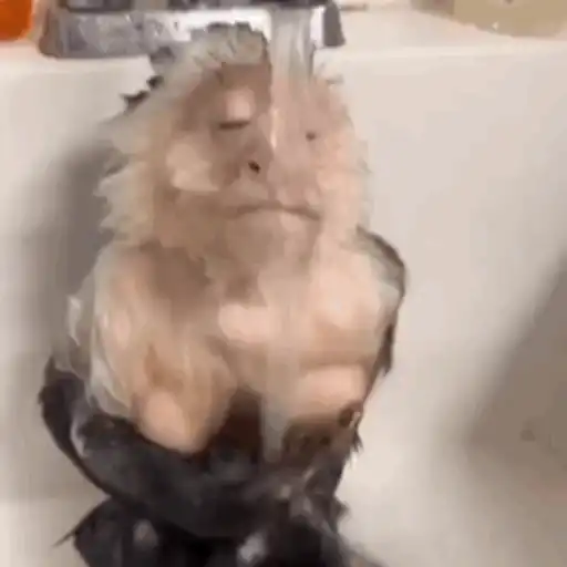 Macaquinho 1 4
