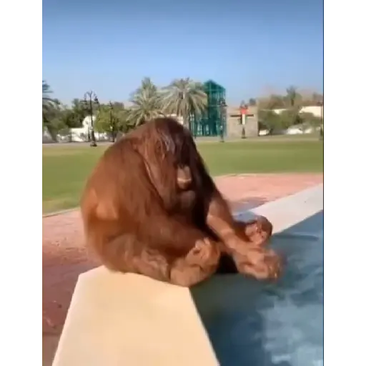 Monkeys  7