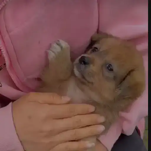 Reacción gifs mascotas 1.2 5