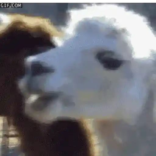 Animal Reactions 9