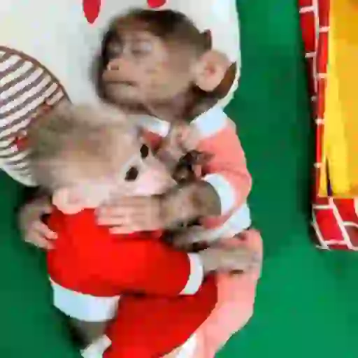 Macaquinho 1 8
