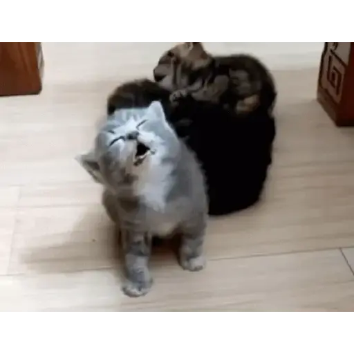 Tiernos 14