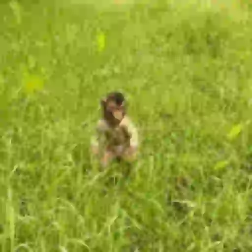 Macaquinho 1 6