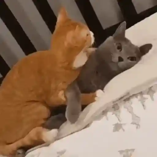 Cats 6