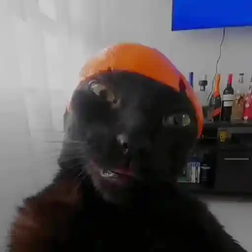 Cats 13