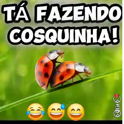Zueira sadia 11