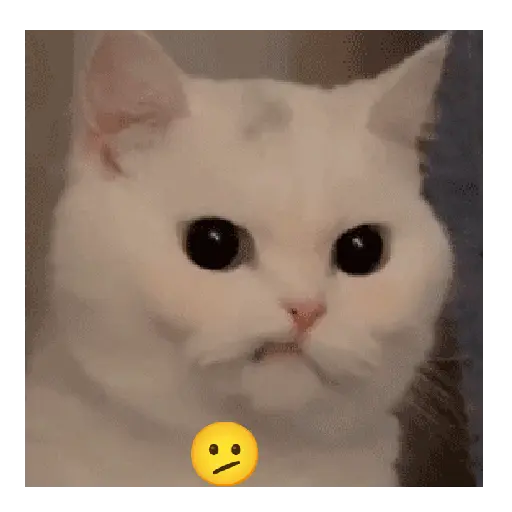 Gato expresión 👀👅😼 13