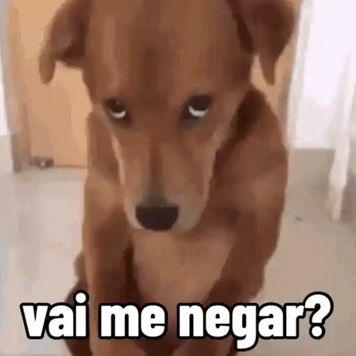 Cachorro responde 9