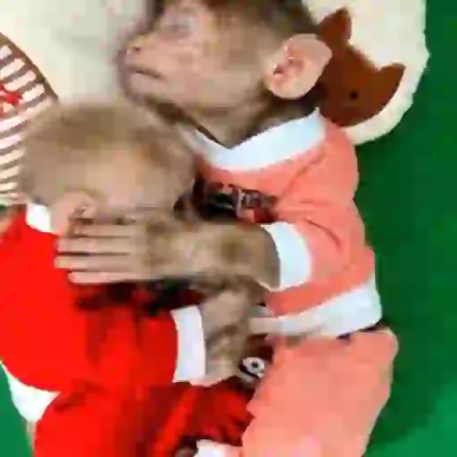 Macaquinho 1 9