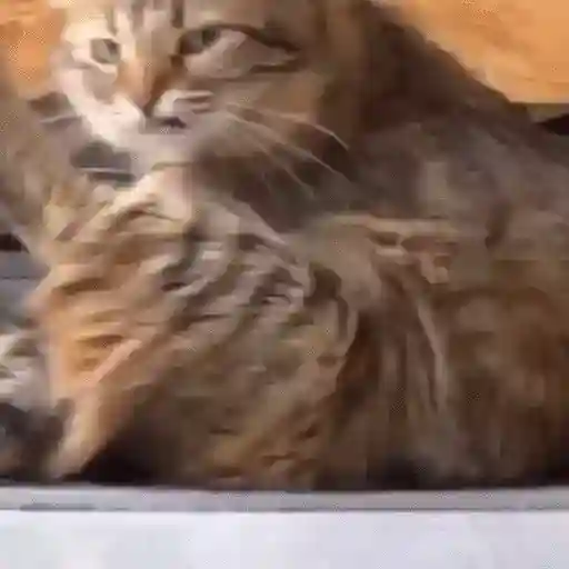 Cats 14