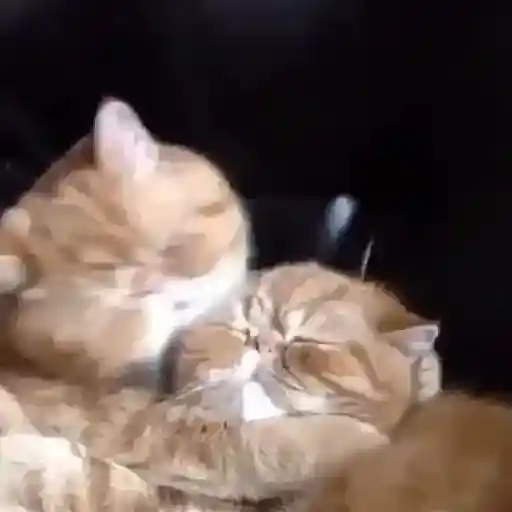 Pets Random 9