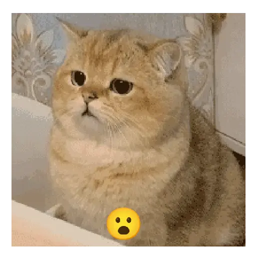 Gato expresión 👀👅😼 10