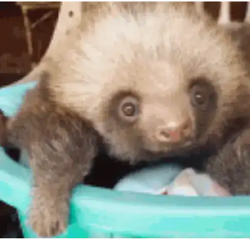 Animal Reactions 6