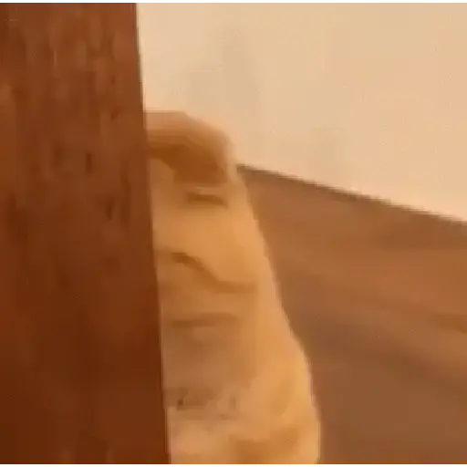 El que se lo robe es gey 11