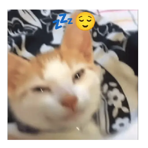 Gato expresión 👀👅😼 9