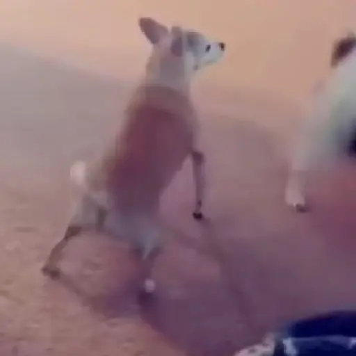 Reacción gifs mascotas 1.2 3