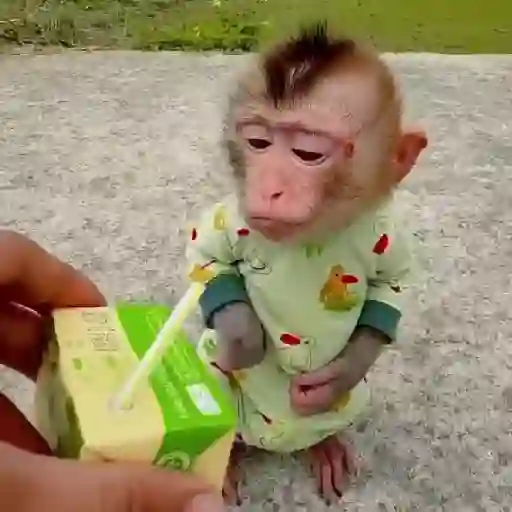 🐒🌴Monkey Crazys🌴🐒●Fabisita 🌷🍌 24