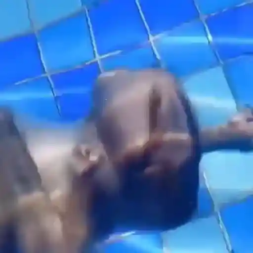 Monkeys  14