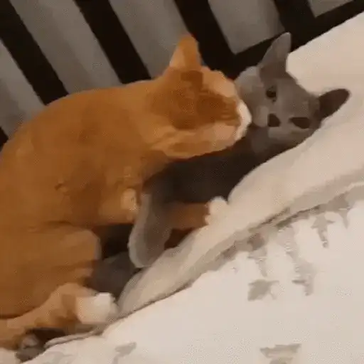 Cats 7