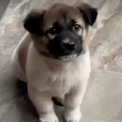 Reacción gifs mascotas 1.2 6