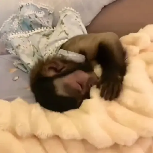 Monkeys  17