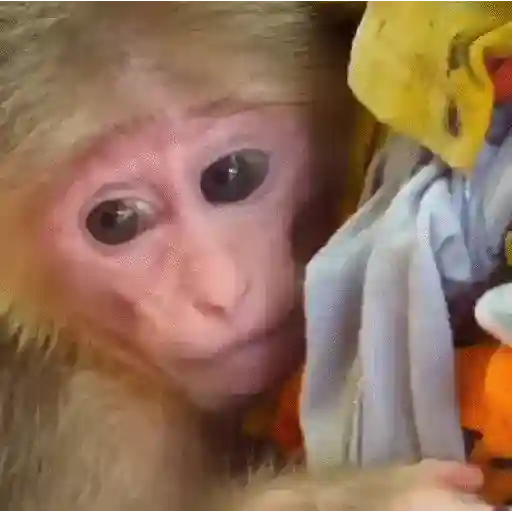🐒🌴Monkey Crazys🌴🐒●Fabisita 🌷🍌 26