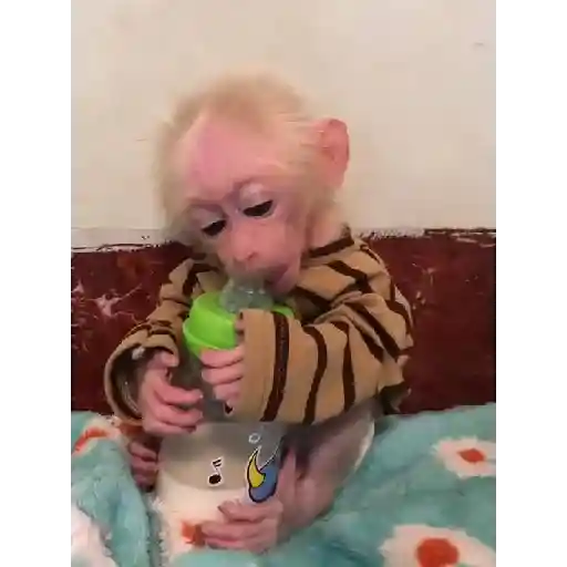 Monkeys  13