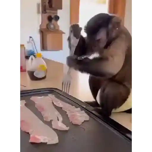 Monkeys  4