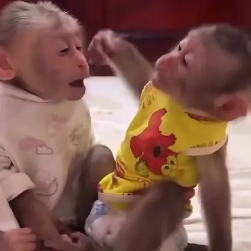 🐒🌴Monkey Crazys🌴🐒●Fabisita 🌷🍌 1